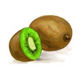 Fruit kiwi vector illustration hand drawn