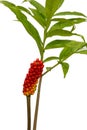 Fruit Konjac.Colorful Konjac fruit in nature