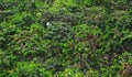 Fruit-laden coffee trees in the harvest season