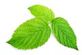 Fruit leaf