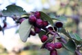 Fruit and leaves of \'Amelanchier alnifolia\'(saskatoon berry)