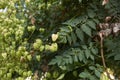 Koelreuteria paniculata tree