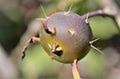 The thorny fruit of Pereskia aculeata