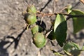 Various fruits of Pereskia aculeata growing