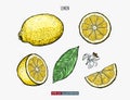 Hand drawn lemon isolated. Template for your design works.