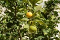 Fruit of lemon, on the branch. Bunches of fresh lemons on lemon tree Royalty Free Stock Photo