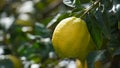 Fruit of lemon, on the branch. Bunches of fresh lemons on lemon tree in a garden Royalty Free Stock Photo