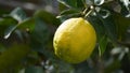 Fruit of lemon, on the branch. Bunches of fresh lemons on lemon tree in a garden Royalty Free Stock Photo