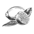 Fruit lemon citrus with leaves isolated on white background hand drawn vector illustration realistic sketch