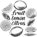 Fruit lemon citrus with leaves set isolated on white background hand drawn vector illustration realistic sketch Royalty Free Stock Photo