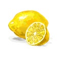 Fruit lemon Vector illustration hand drawn