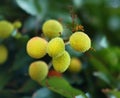 Fruit:litchi