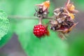 Fruit of a loganberry, Rubus loganobaccus Royalty Free Stock Photo