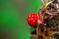 Fruit of a loganberry, Rubus loganobaccus Royalty Free Stock Photo