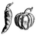 Fruit of Long and Round Capsicums vintage illustration