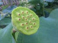 This is the fruit of a lotus flower that has many eyes, it is said that this fruit is delicious to eat, you know ..