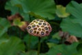 Fruit of the lotus flower Nelumbo nucifera Royalty Free Stock Photo