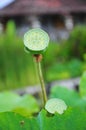 Fruit of lotus plant