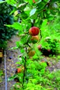 Fruit madness. Small apples in an apple tree in orchard, in early summer Royalty Free Stock Photo