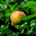 Fruit madness. Small apples in an apple tree in orchard, in early summer Royalty Free Stock Photo