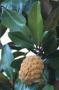 Fruit of Magnolia grandiflora Royalty Free Stock Photo