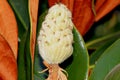 Fruit of Magnolia grandiflora, Southern Magnolia Bull bay