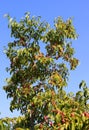 Fruit of Magnolia macrophylla, the bigleaf magnolia, Royalty Free Stock Photo