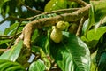 Fruit of Malay rose apple. Syzygium malaccense. Zanzibar, Tanzania