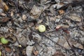 A Manchineel Tree Fruit on the ground on leaf litter in the Petit Carenage Sanctuary, Carriacou, Grenada