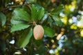 Fruit of Manilkara zapota, sapodilla tree