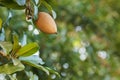 Fruit of Manilkara zapota, sapodilla tree