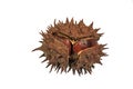 Fruit of a mature, wild, horse chestnut close-up on a white background.