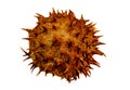 Fruit of a mature, wild, horse chestnut close-up on a white background.