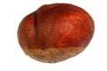 Fruit of a mature, wild, horse chestnut close-up on a white background.