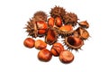 Fruit of a mature, wild, horse chestnut close-up on a white background.