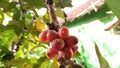 Fruit that matures the fruit of coffee that is in the garden