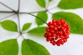 The fruit of the medicinal plant ginseng Royalty Free Stock Photo