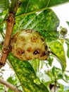 Fruit mengkudu Morinda Citrifolia Royalty Free Stock Photo
