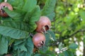 Fruit of Mespilus germanica, also named common medlar at a tree Royalty Free Stock Photo