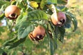 Fruit of Mespilus germanica, also named common medlar at a tree Royalty Free Stock Photo