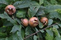 Fruit of Mespilus germanica, also named common medlar at a tree Royalty Free Stock Photo