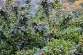 Fruit of Mespilus germanica, also named common medlar at a tree Royalty Free Stock Photo