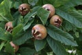 Fruit of Mespilus germanica, also named common medlar at a tree Royalty Free Stock Photo