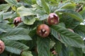 Fruit of Mespilus germanica, also named common medlar at a tree Royalty Free Stock Photo