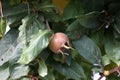 Fruit of Mespilus germanica, also named common medlar at a tree Royalty Free Stock Photo