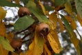 Fruit of Mespilus germanica, also named common medlar at a tree Royalty Free Stock Photo