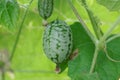 Fruit of a Mexican sour gherkin Melothria scabra