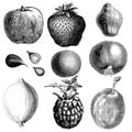 Fruit vintage illustrations