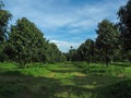 Fruit : Monthong durian orchard in Thailand.