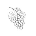 Fruit of Muscadine Grapes or Vitis Rotundifolia a Grapevine Species Line Art Drawing Black and White